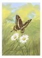 Schaus Swallowtail