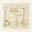 The Dance of the Orchids