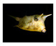 Devil Fish