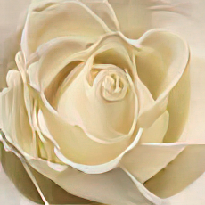 White Rose