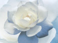 Wild Blue