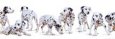 Dalmatian