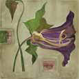 Flower Anatomy: Amaryllis