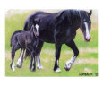 Clydesdale Mare and Foal