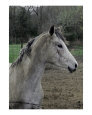 Gray Arab Filly