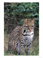 Ocelot (Felis Pardalis)