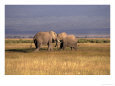 Elephants Play Fighting, Amboseli National Park, Kenya