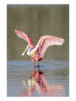Roseate Spoonbill, Ding Darling Nwr, FL