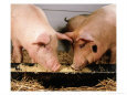 Crossbred 210-230 Pound Market-Weight Hogs Eating