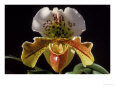 Orchid