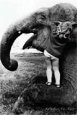 An Elephant Never Forgets