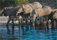 Elephant Family in Botswana