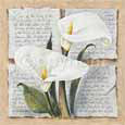 Calla Lilly Poetry