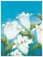 Fresh Lillies