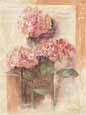 Rose Hydrangea