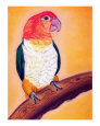 White Bellied Caique