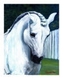 Andalusian
