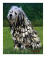 Bergamasco Art on the Verge Animals