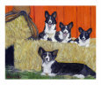 Cardigan Welsh Corgi