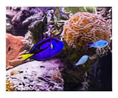 Blue Hippo Tang and Chromis