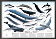 Whales of The World Map