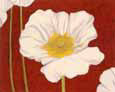 White Poppy on Red