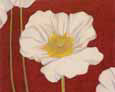 White Poppy on Red