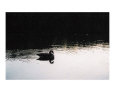 Solitude