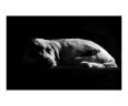 Midnight Blue