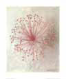 Allium Seedhead II