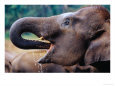 Elephant Drinking From River, Pinnewala Elephant Orphanage, Sri Lanka