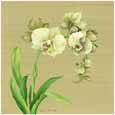 Asian Orchid
