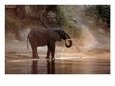 Elephant at Water Hole, South Africa