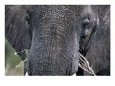 Close-up of African Elephant Trunk, Tanzania Animals Elephants