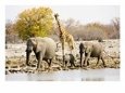 African Elephants and Giraffe at Watering Hole, Namibia Animals Elephants