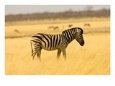 Zebra in Golden Grass at Namutoni Resort, Namibia