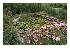 Coneflowers Around Water Garden, Louisville, Kentucky, USA