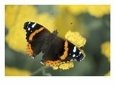 Red Admiral on Butterfly Bush Leaf, Woodland Park Zoo Rose Garden, Washington, USA