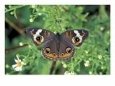 Buckeye Butterfly, Great Smoky Mountains National Park, Tennessee, USA
