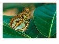 Malachite Butterfly