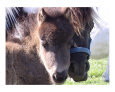 Miniature Horses Art on the Verge Animals