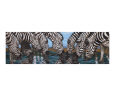 Zebras Drink