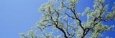 Oak Tree, California, USA