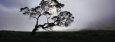 Silhouette of a Koa Tree, Mauna Kea, Kamuela, Big Island, Hawaii, USA