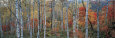 Fall Trees, Shinhodaka, Gifu, Japan