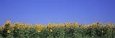 View of Blossoms in a Sunflower Field, Marion County, Illinois, USA