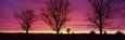 Oak Trees, Sunset, Sweden
