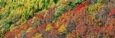 Fall Trees, Tateshina, Chino, Nagano, Japan