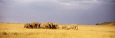 Elephant Herd, Maasai Mara Kenya
