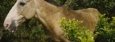 Close-up of a Horse in a Forest, Costa Rica